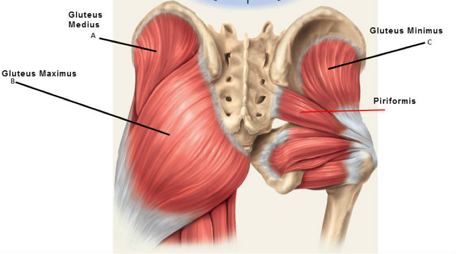 Gluteus anatomy for butt exercises